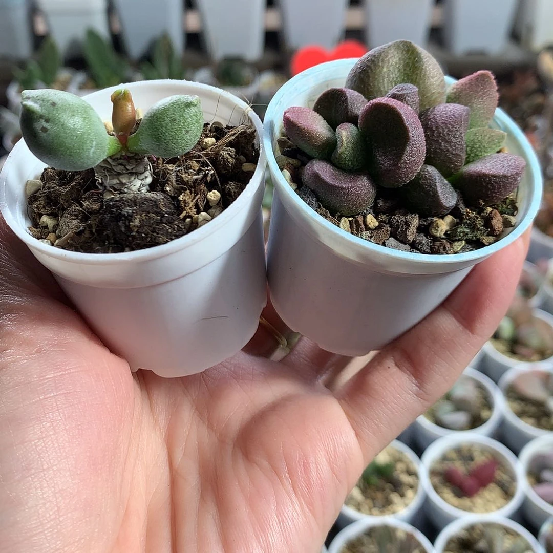 多肉水泡-新手组合2