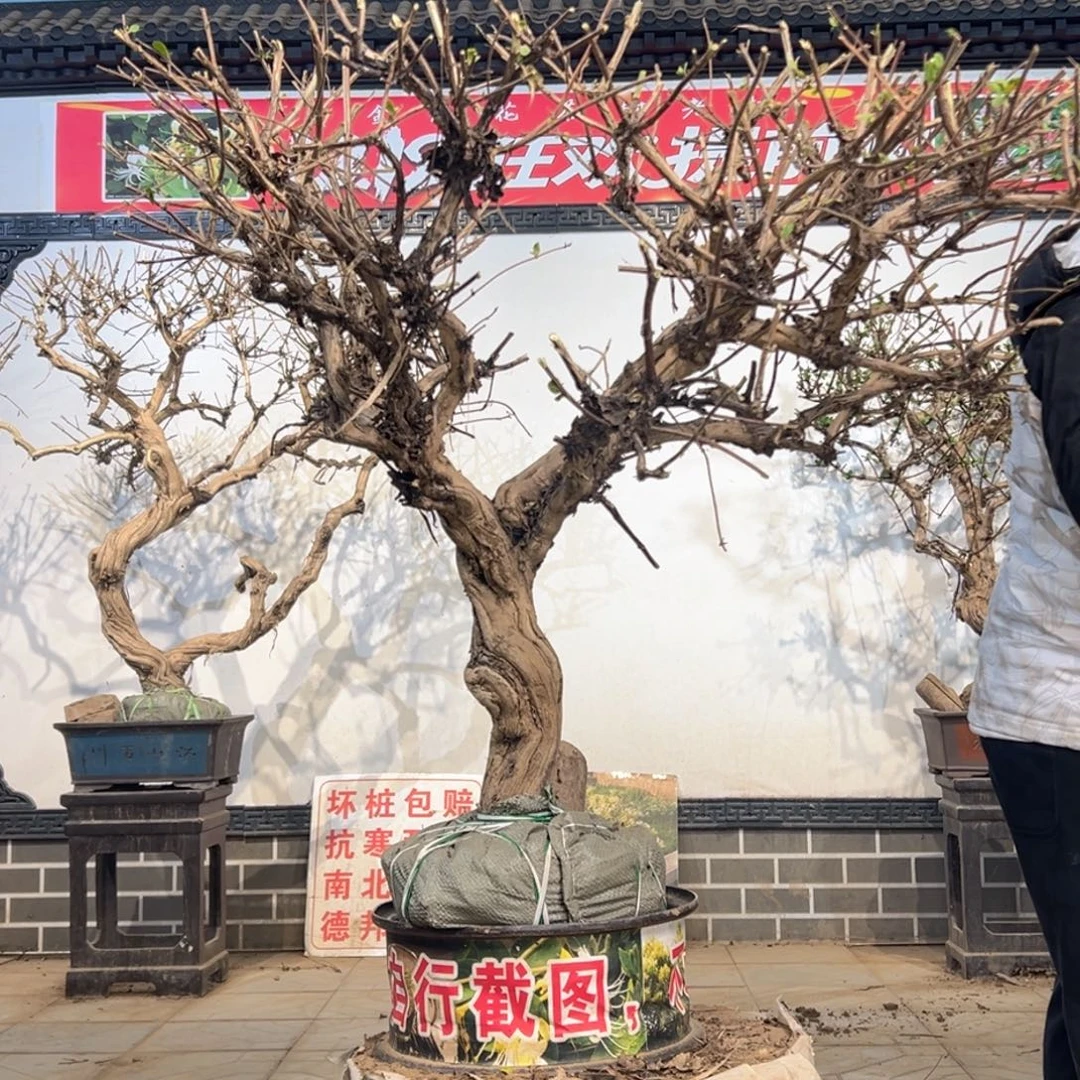 无花朵金银花444755556666666