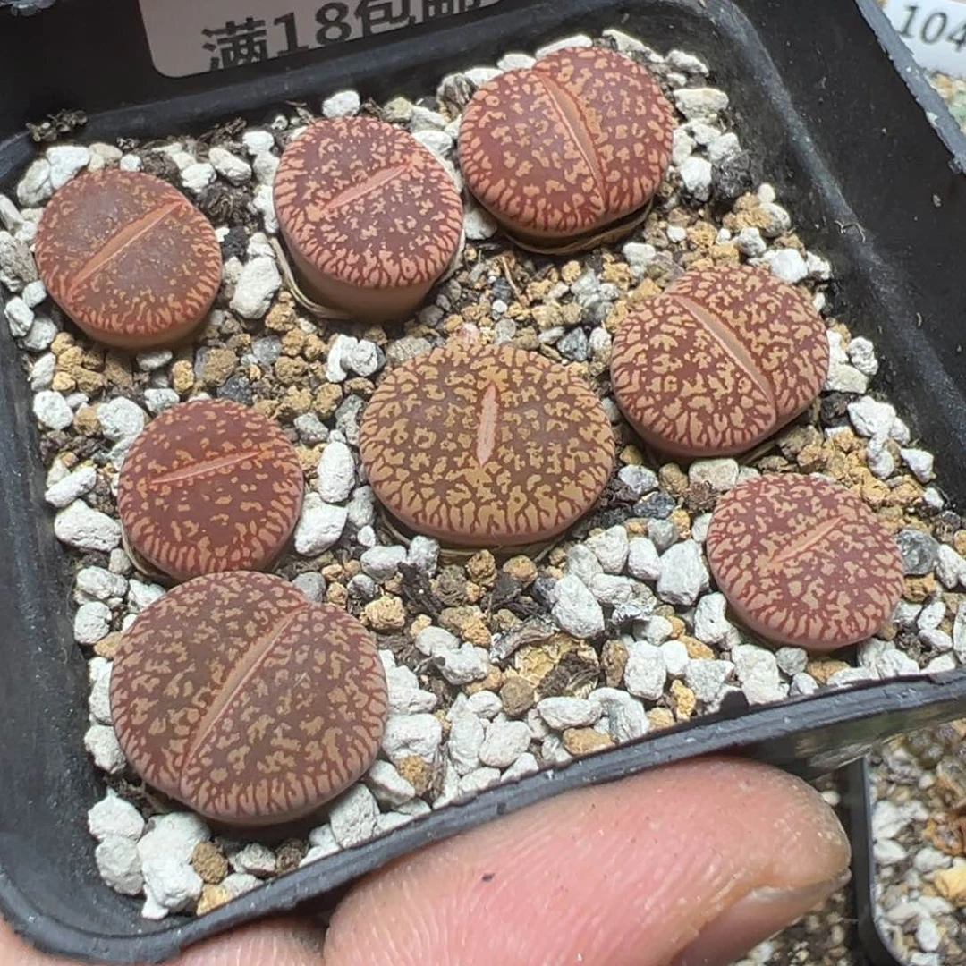 【闪购商品】 1045。
