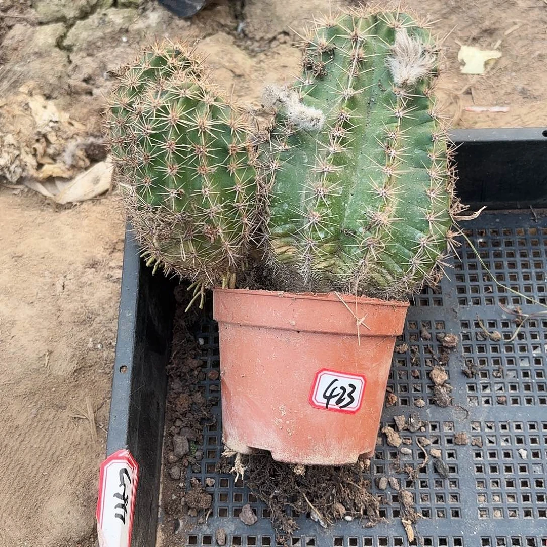 423 瑕疵掉侧牙无售后