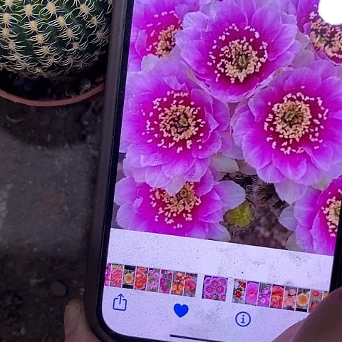 魅影丽花，5公分左右