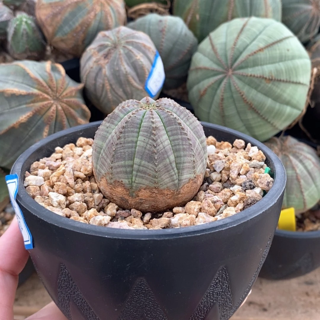 15布纹球精品一物一拍