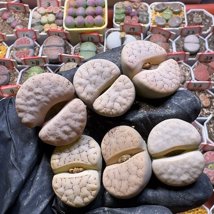 生石花23。 2222。 62号