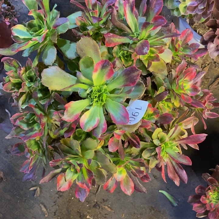 特斯拉多肉断头不包1900