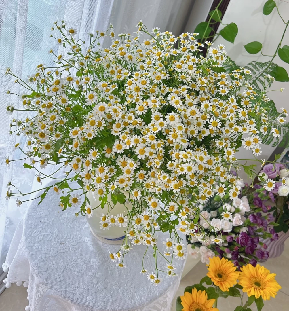 洋甘菊大把头2扎昆明基地直发