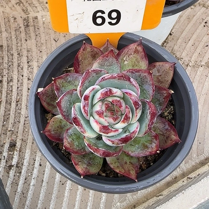 叼***下69 惊鸿仙子多肉植物