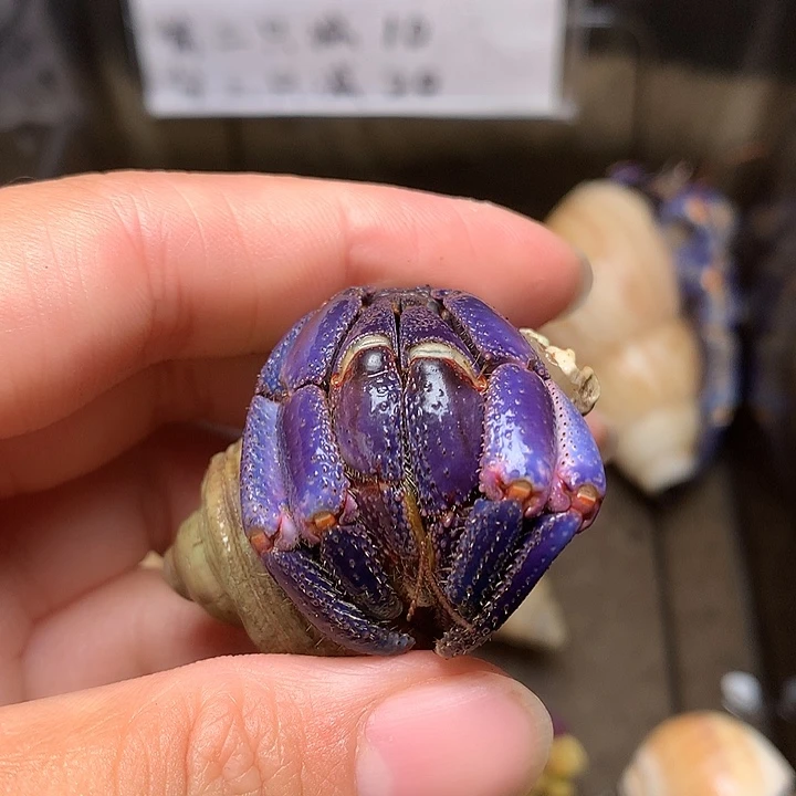 2.5口径奔跑的寄居蟹17号