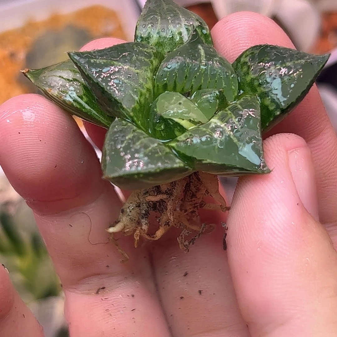 酒吞童子锦十二卷多肉植物