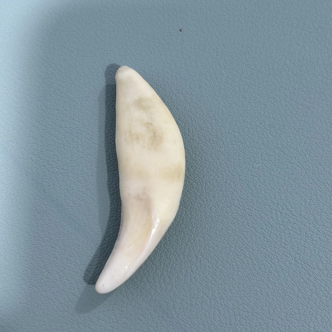 非金属锦纶吊坠 直播间一物一拍不退换 黑狗牙獒牙吊坠外出保平安