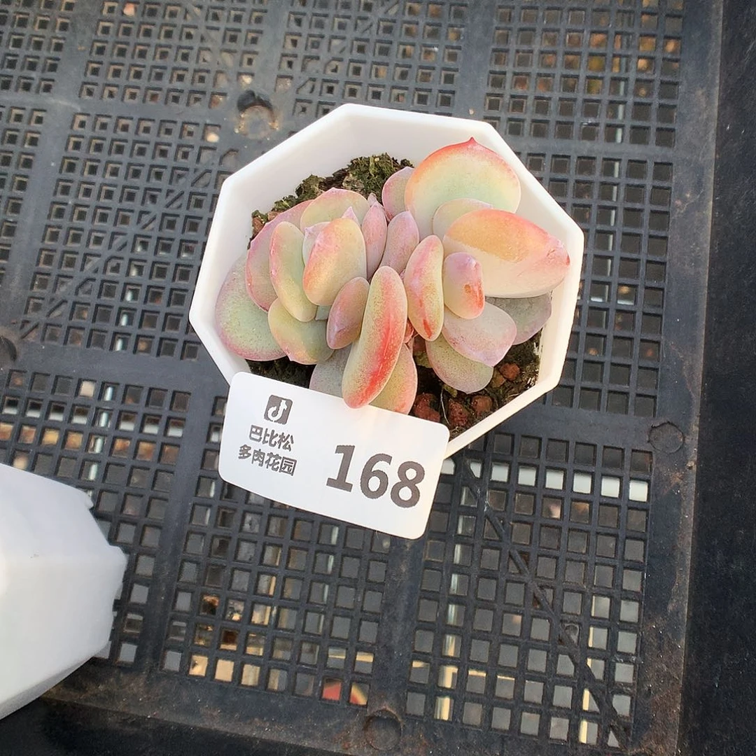 .168奶茶双头多肉植物福利