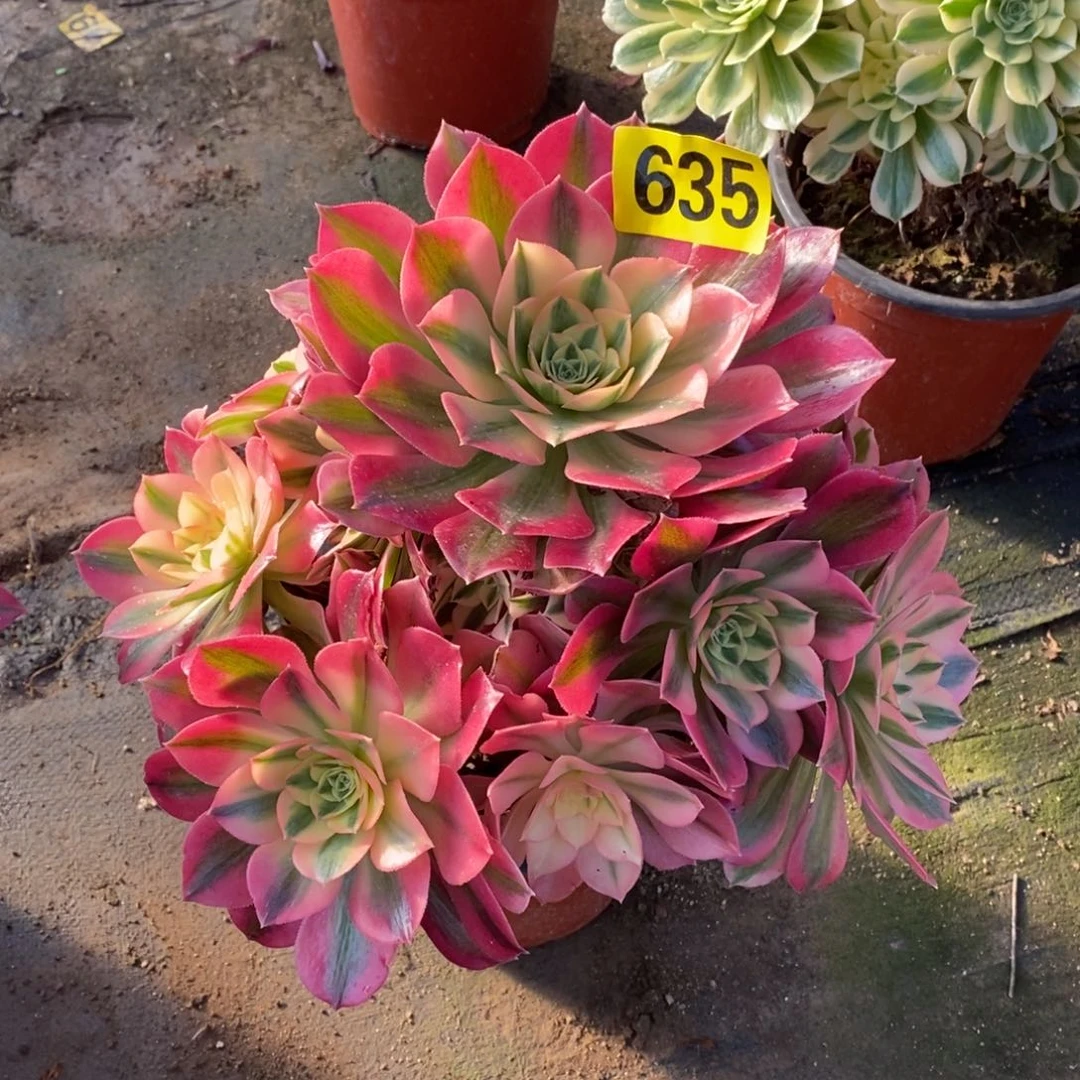 粉女巫多肉法师635