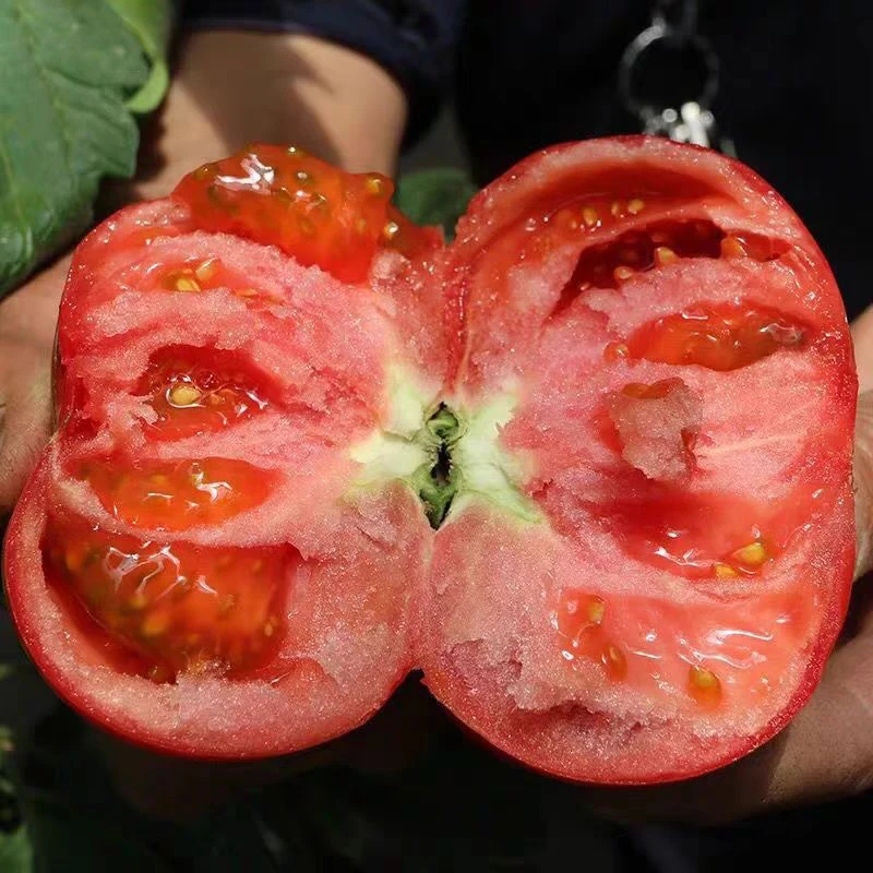【保温箱，零下专拍】云南沙瓤粉果红土地西红柿大番茄新鲜蔬菜5斤