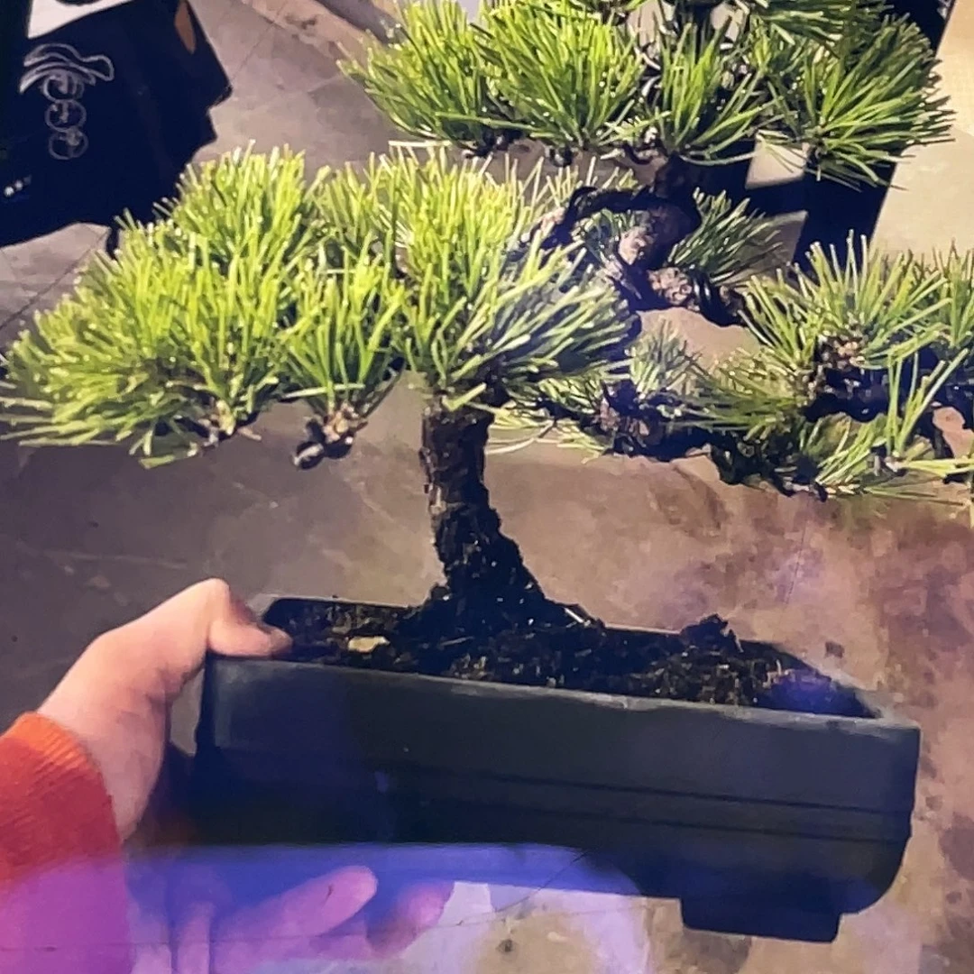 完全开放松一颗啊松松松