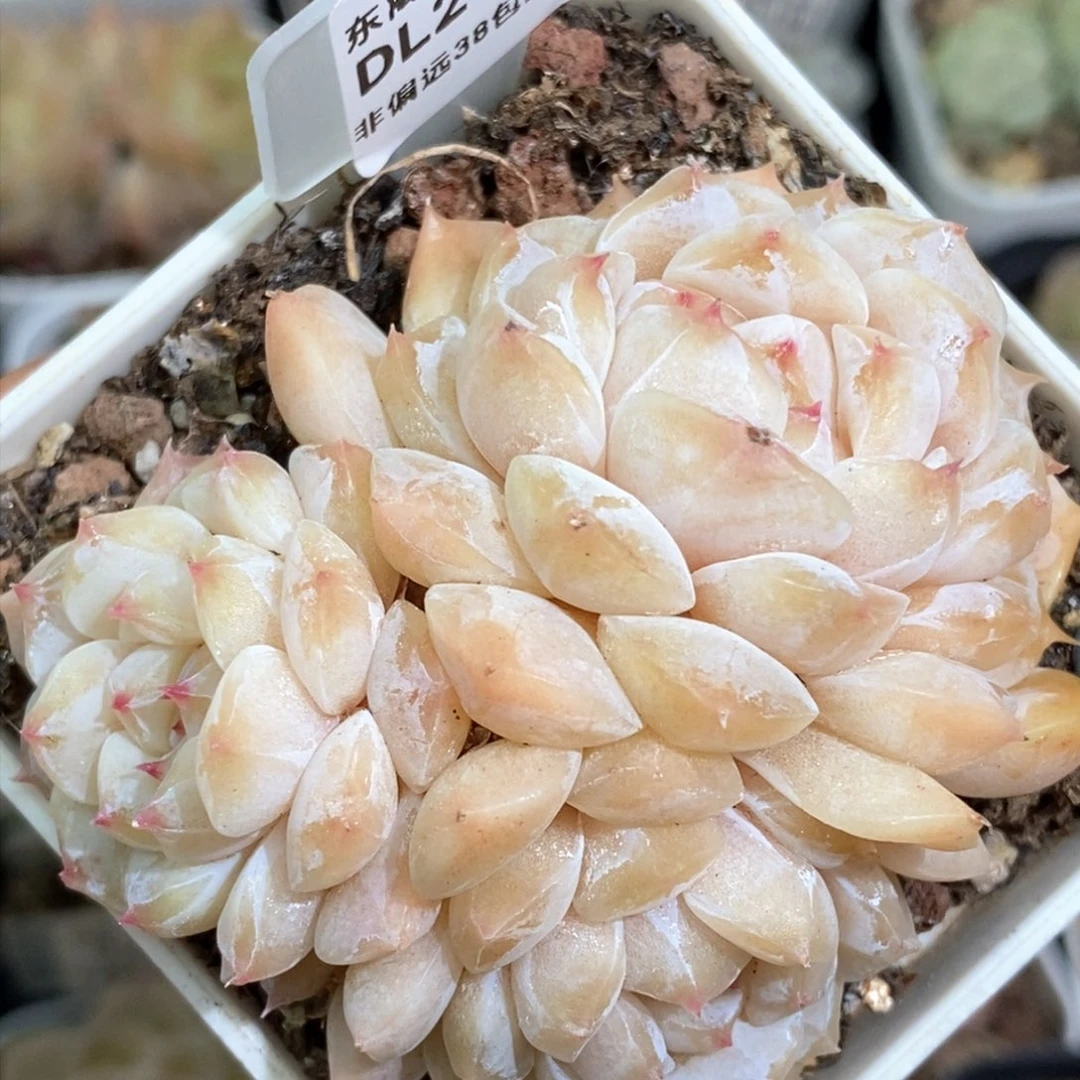 298东篱下多肉植物盆栽