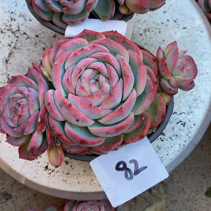 【闪购商品】蕊多肉植物的