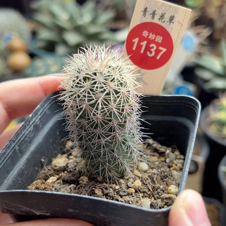 实生御旗虾一棵仙人球