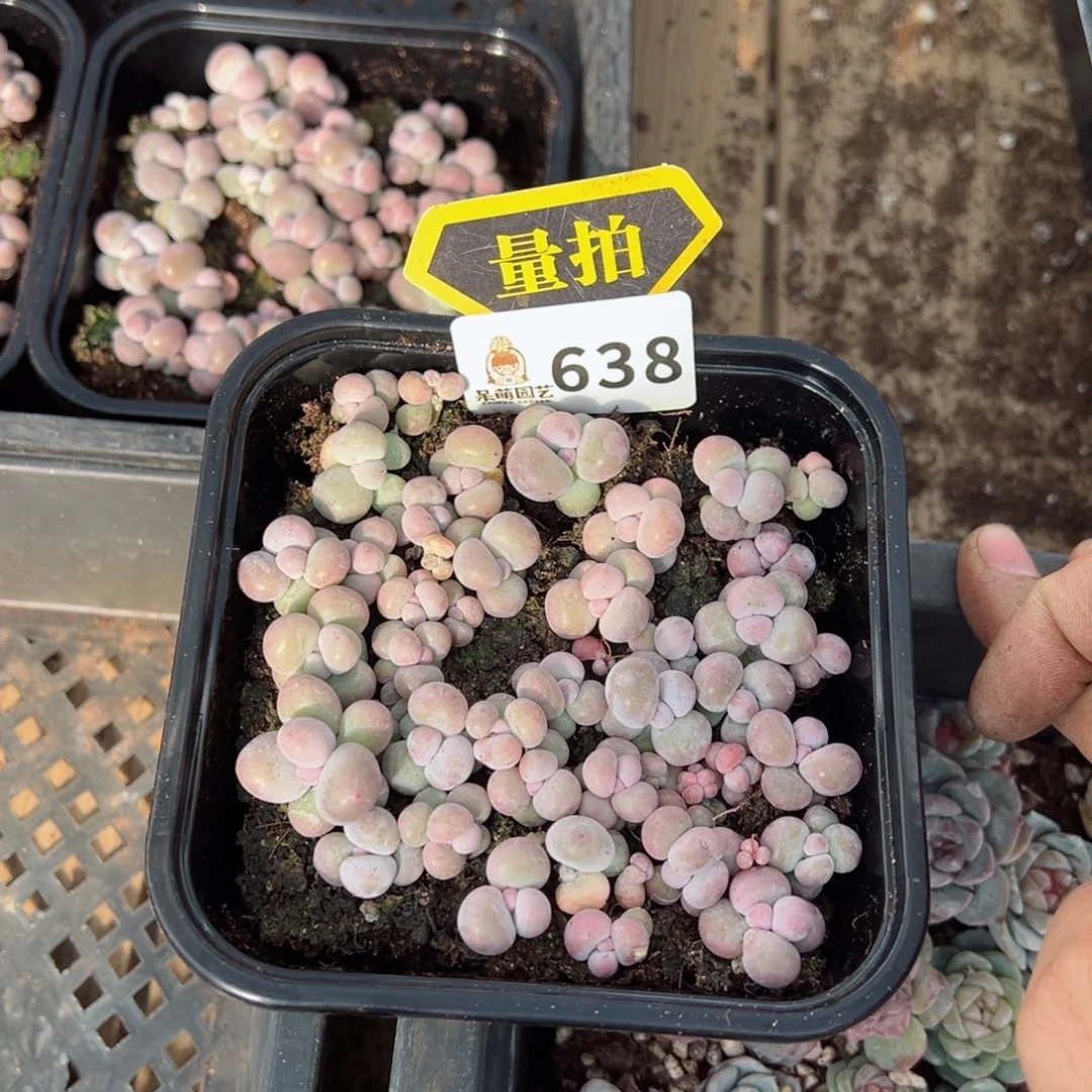 多肉植物多肉植物