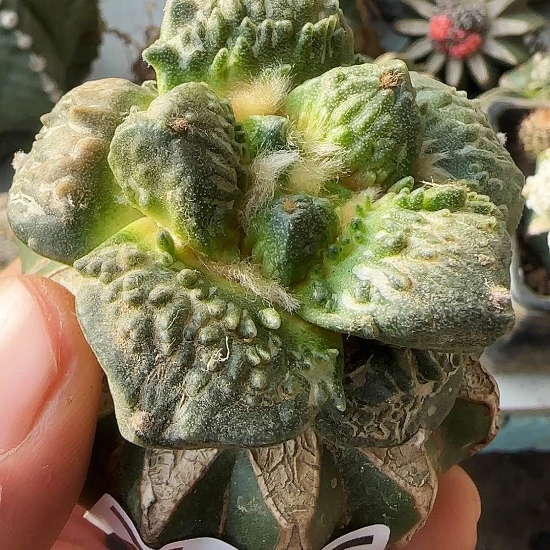 怒涛705仙人球开花