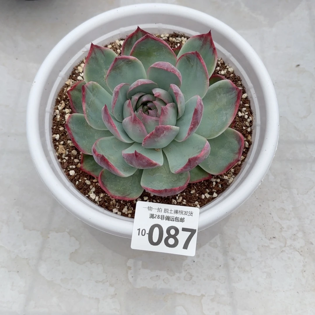 《****》惊鸿仙子单头多肉多肉