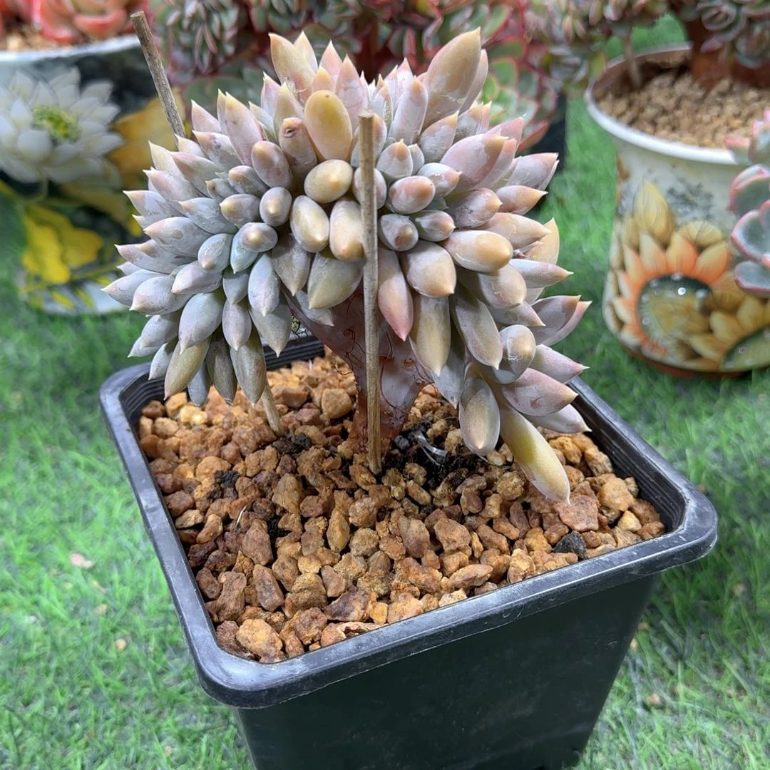 哥特缀乔儿姐拍拍