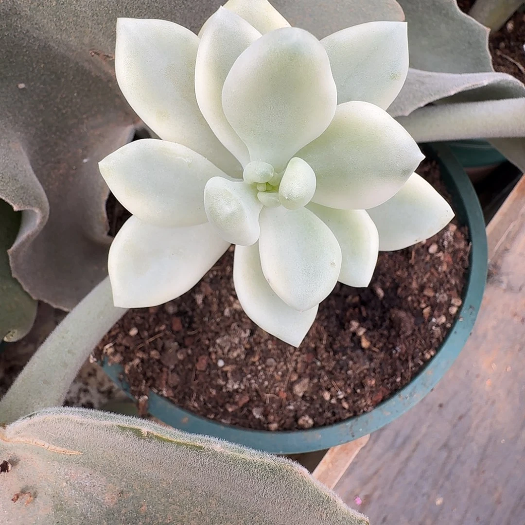 朵唯菲11111230-307