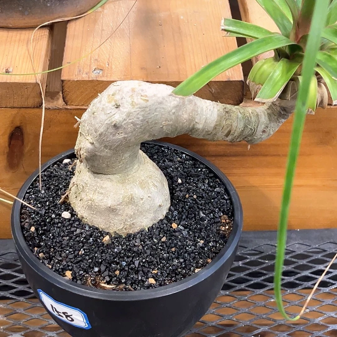 潮流植物精品酒瓶兰，象鼻款
