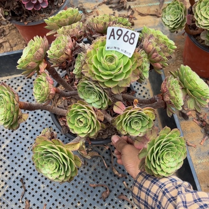 万拉丝多肉植物968.