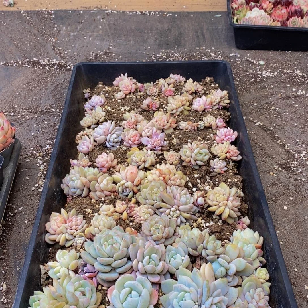 726夫人的儿子在北京举行了