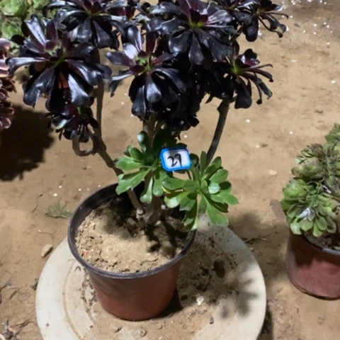 魔法师砍过一物一拍