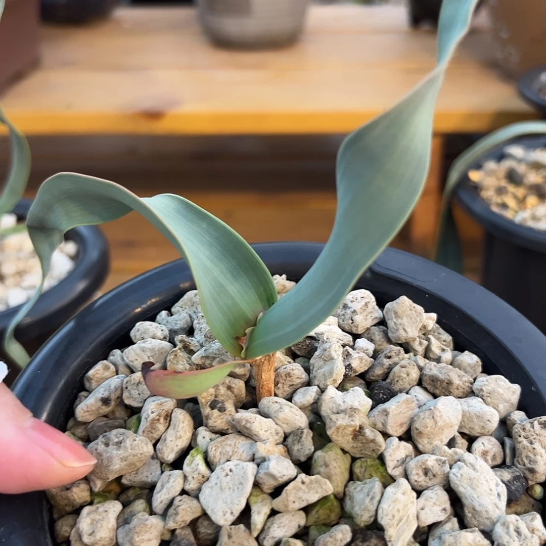 汤圆植物130百岁兰好看