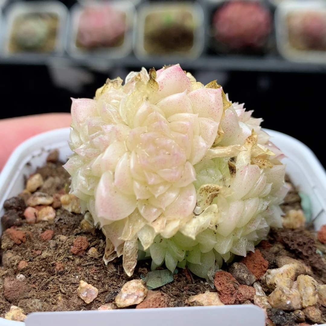 R24 ，柿子多肉20包邮