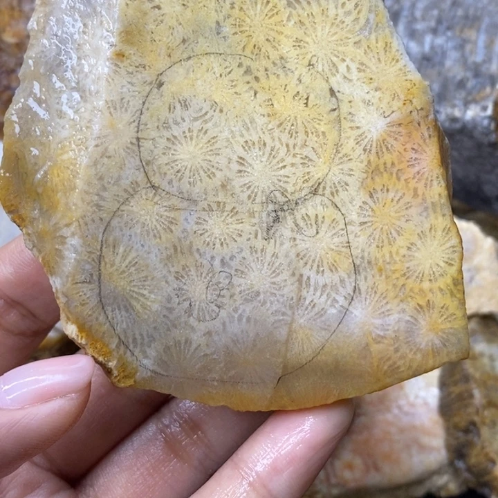 【闪购商品】未镶嵌珊瑚玉硅化玉