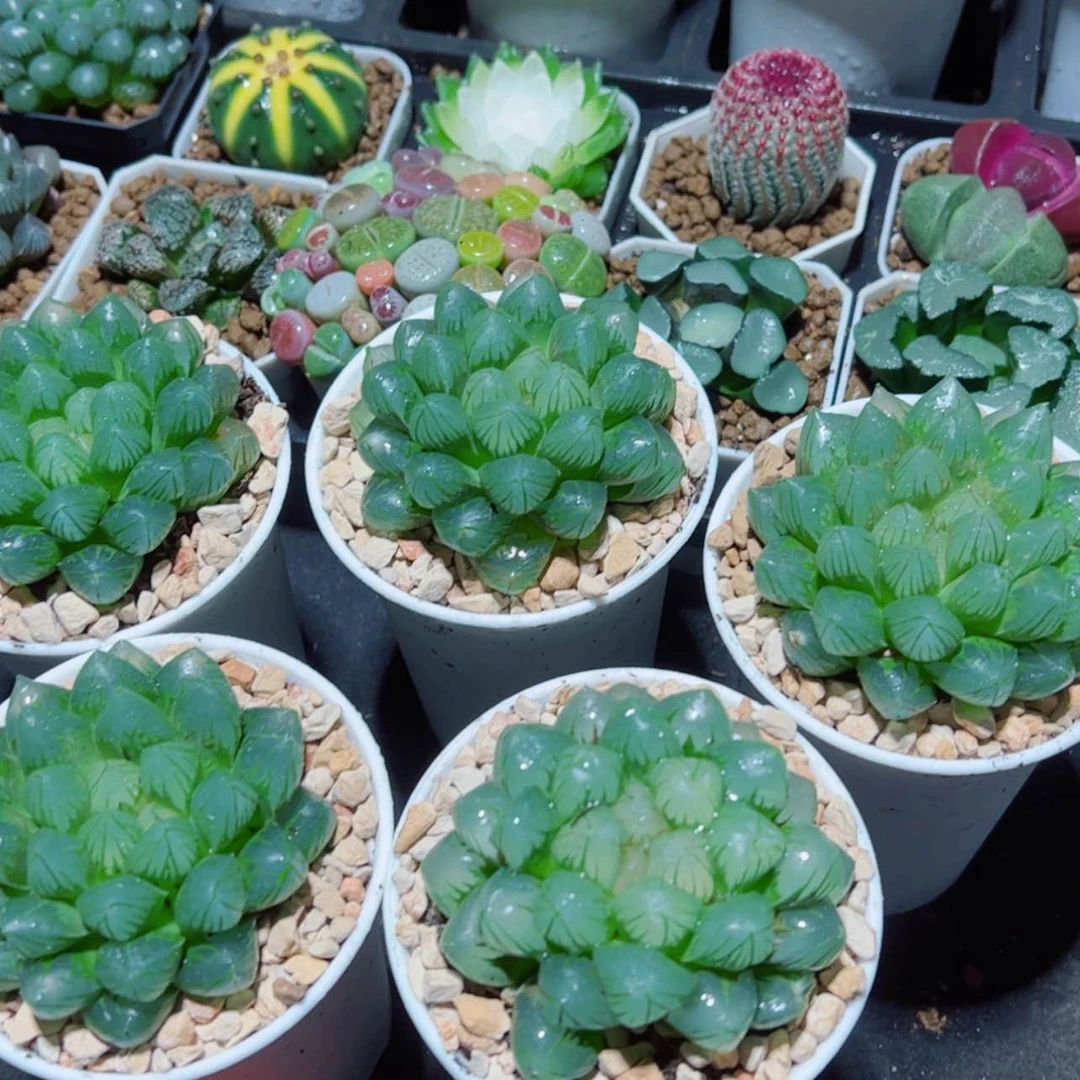 【闪购商品】万象盆母本OM玉露