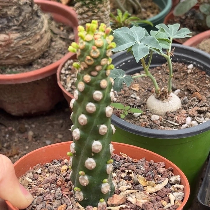 无刺霸王鞭一物一拍自根7