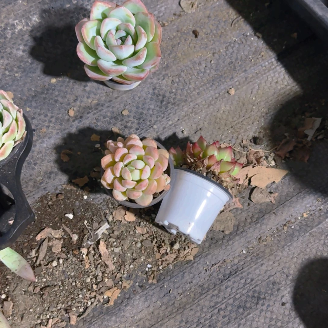 ·***乐五厘米三颗新疆包邮新疆包邮