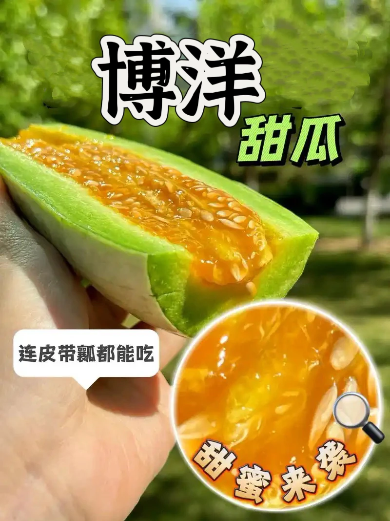 陕西博洋6号甜瓜甜蜜蜜现摘现发净重3斤5斤产地直发