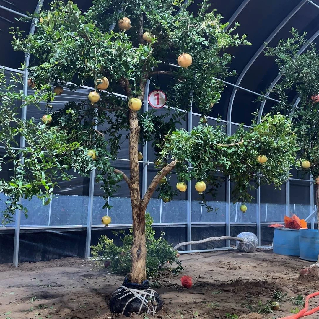 无花朵突尼斯软籽石榴树