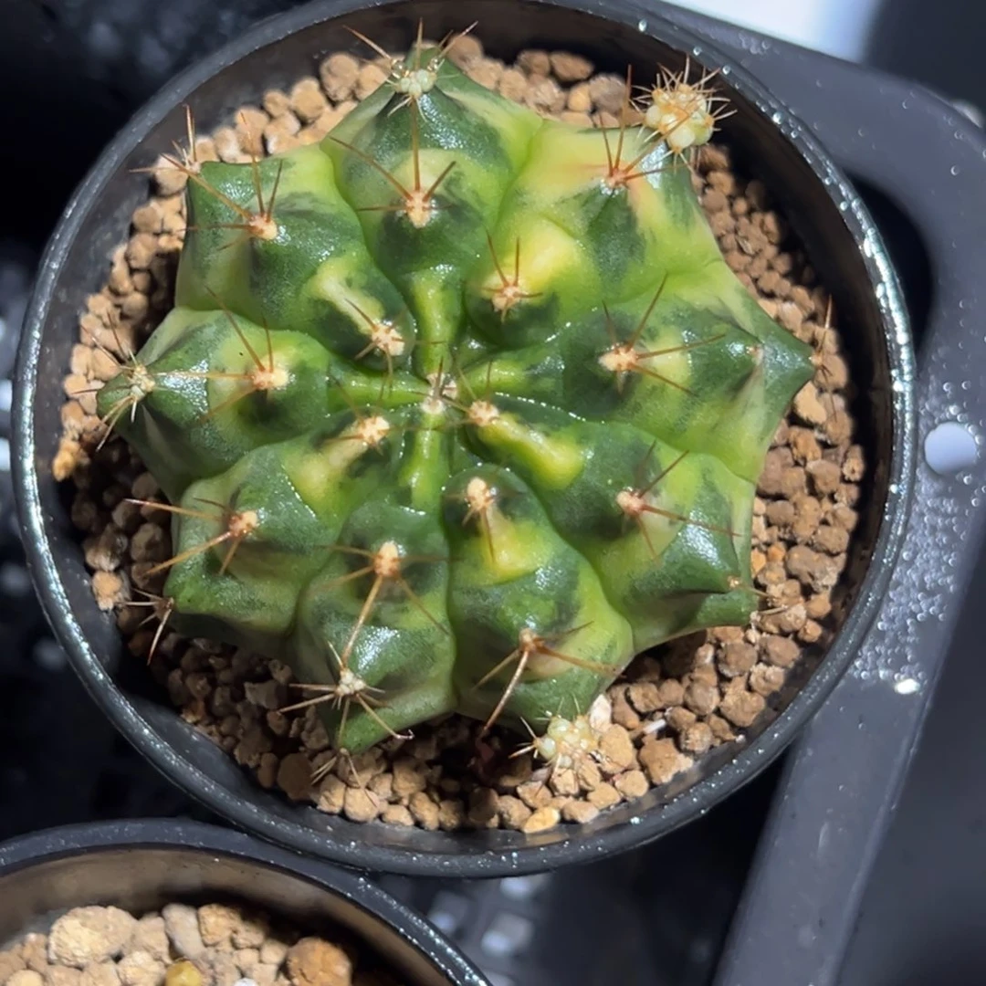 月亮皇冠侧芽自根带盆土发货