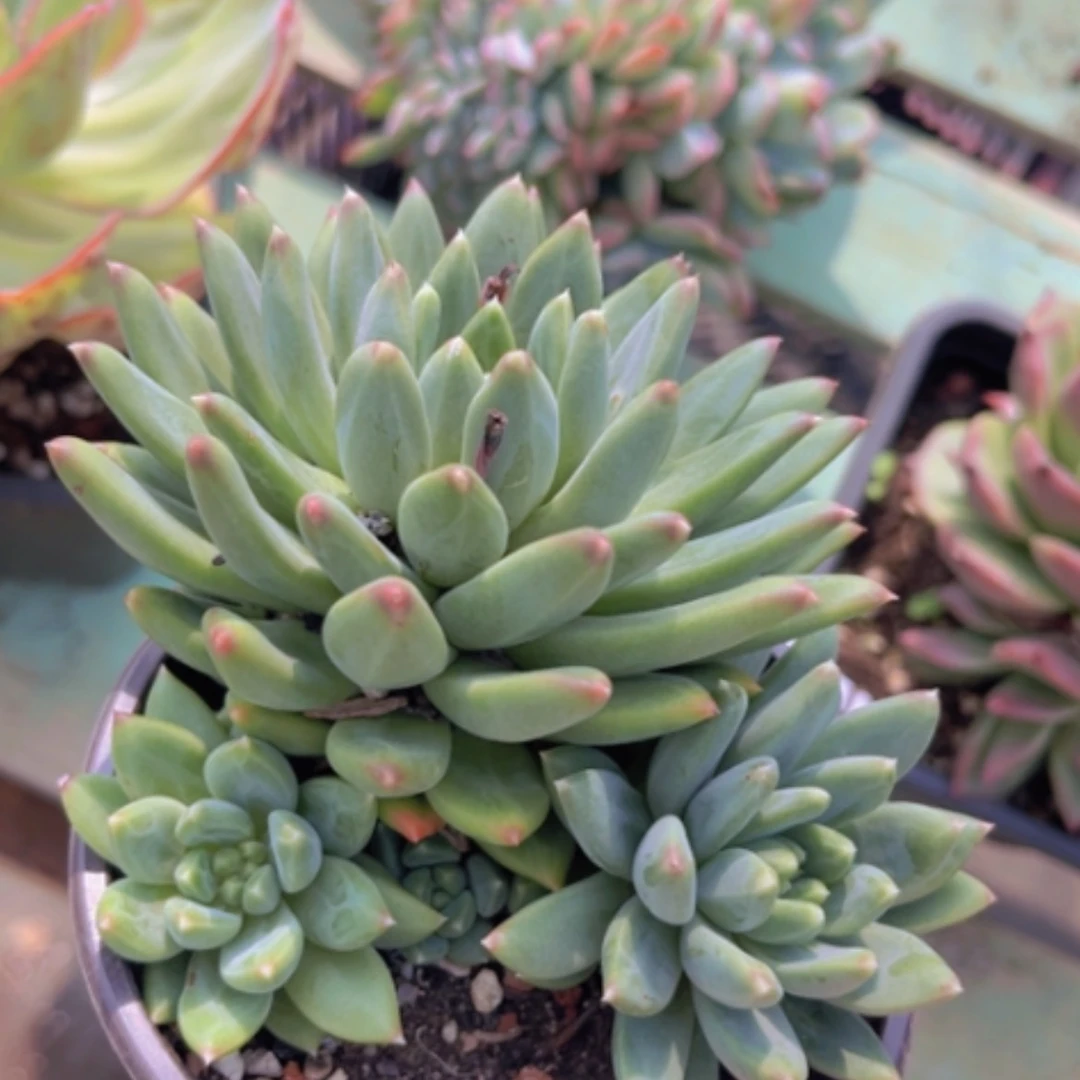 【闪购商品】惠兰1327