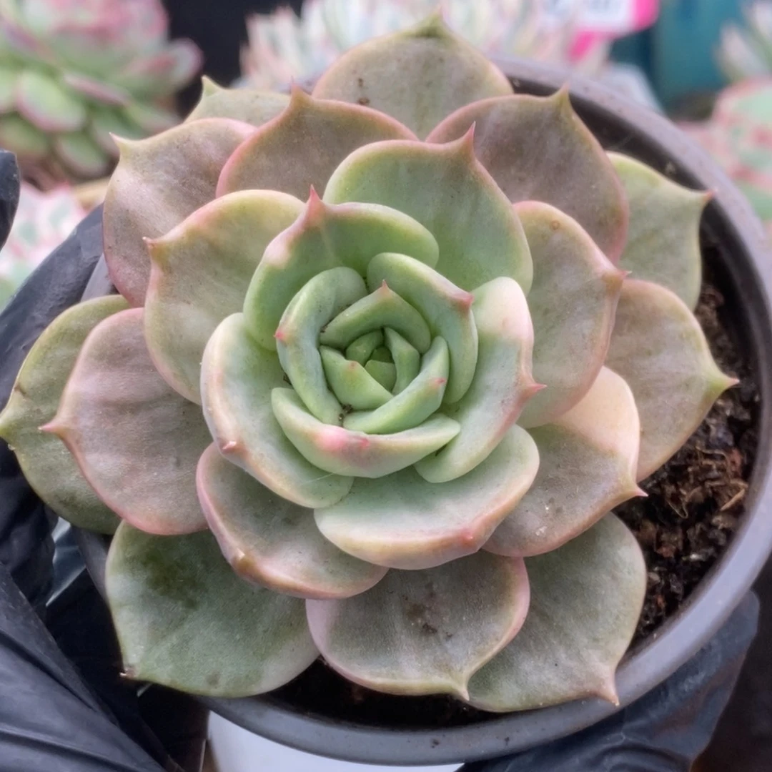 162贝加尔湖锦锦锦锦锦