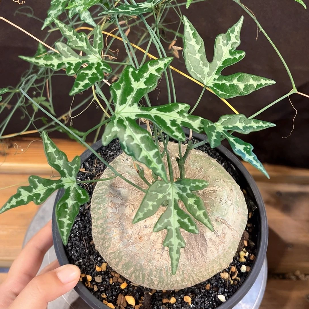 潮流植物 彩叶西番莲