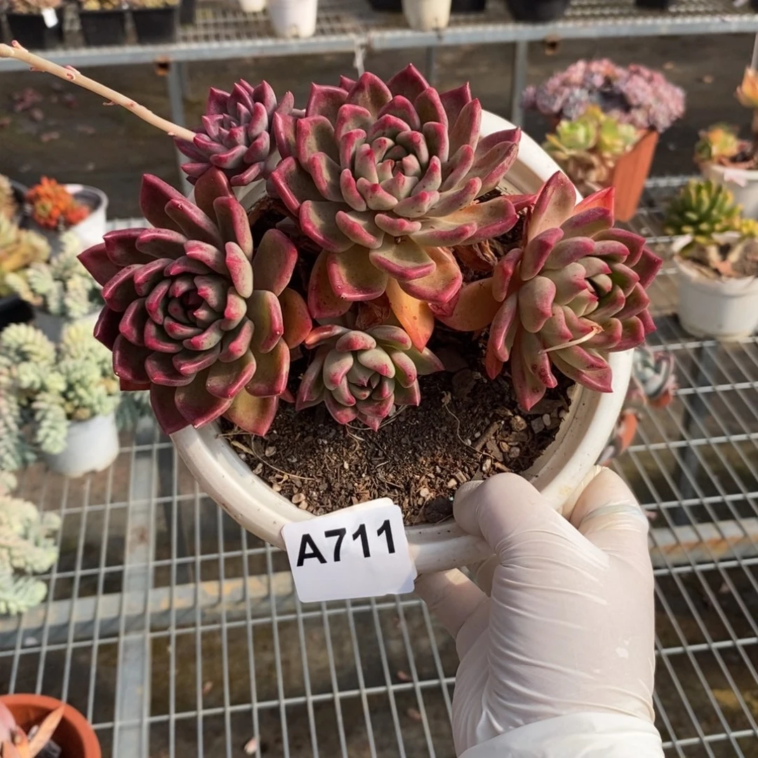 711油漆桶一物一拍