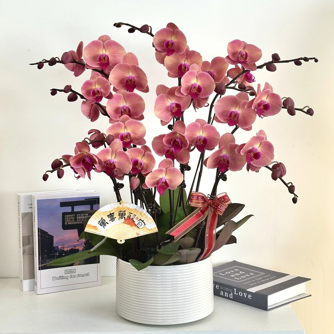 【欣欣向荣】组盆室内蝴蝶兰花盆栽开花株 四季好养护绿植叶片