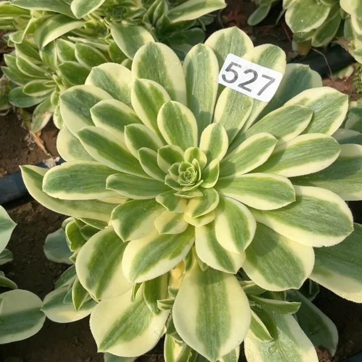 泰****刘527多肉植物迈巴赫