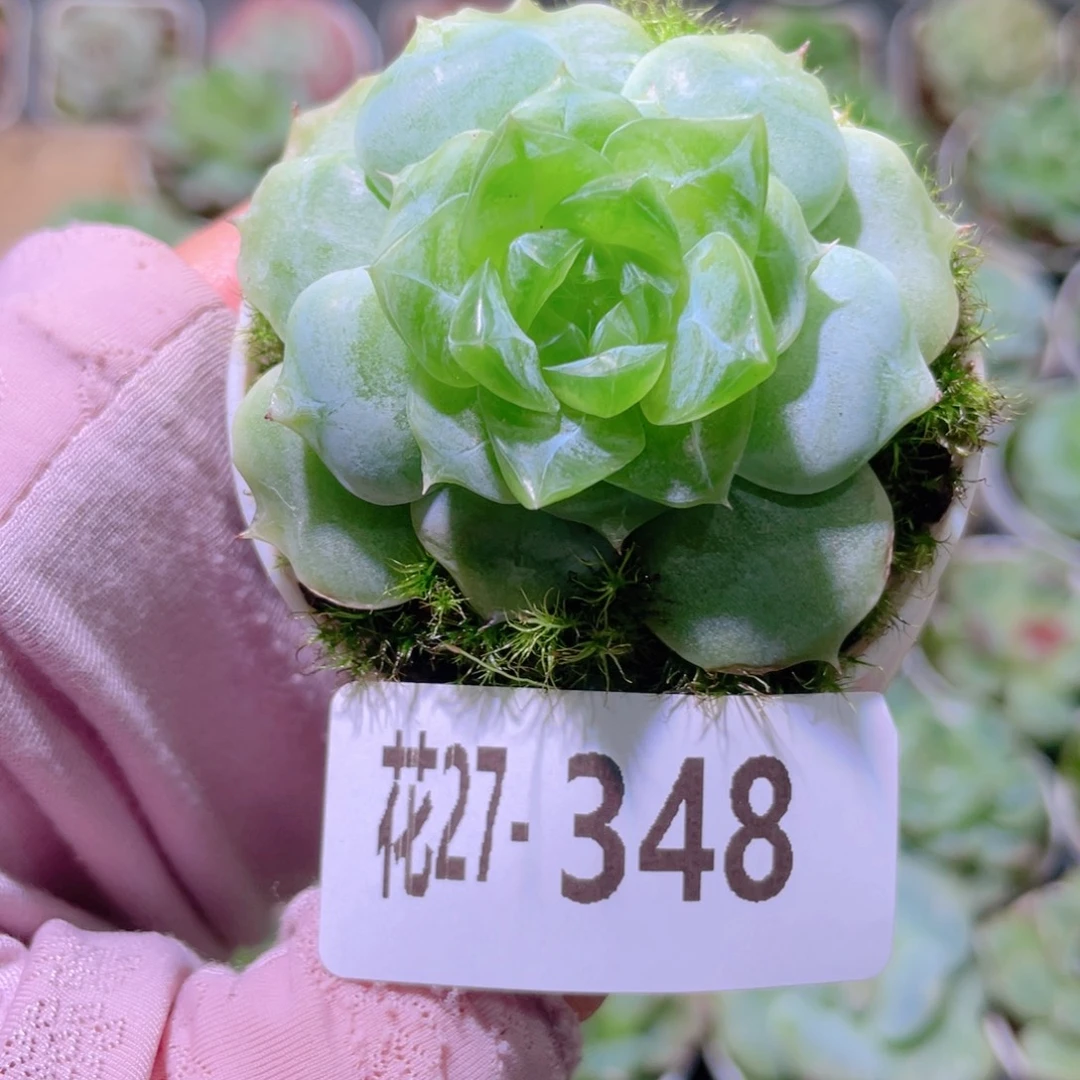 花利美27-348新品