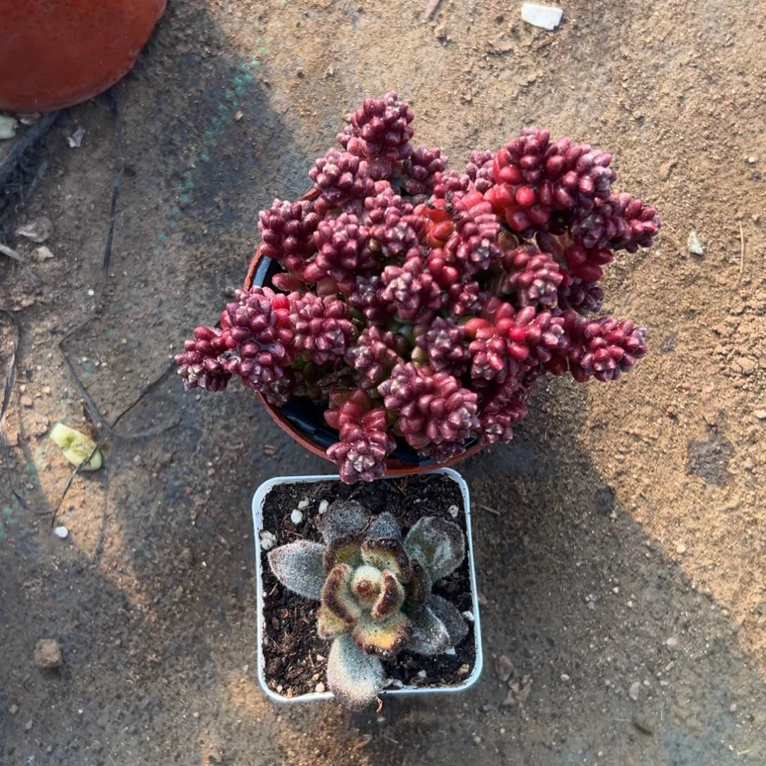 多肉植物植物营养液