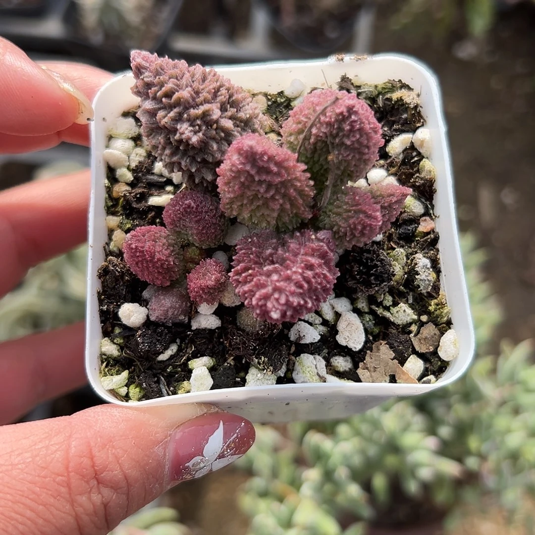 多肉植物多肉植物