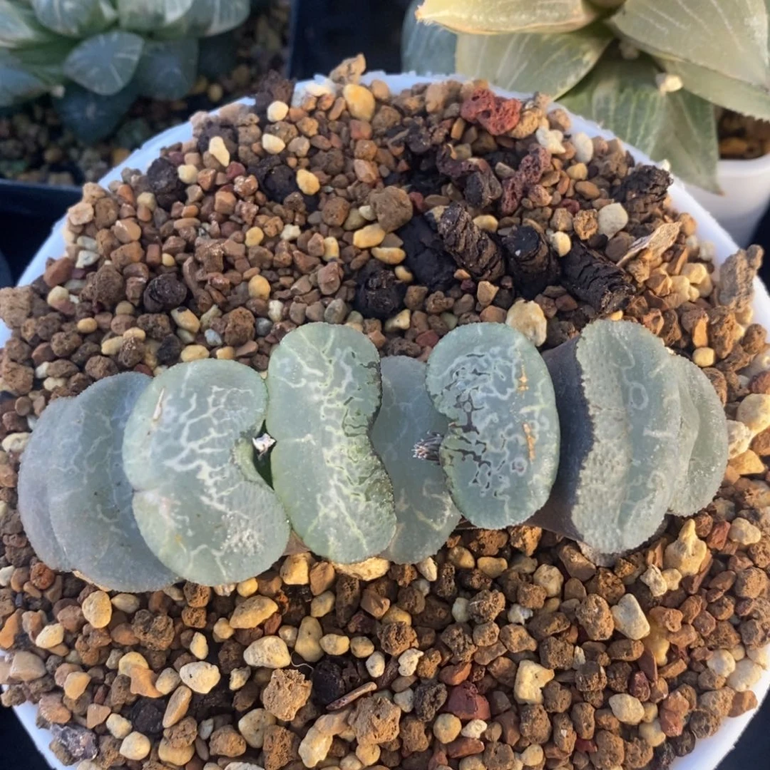 一颗大宽叶浮躁玉扇