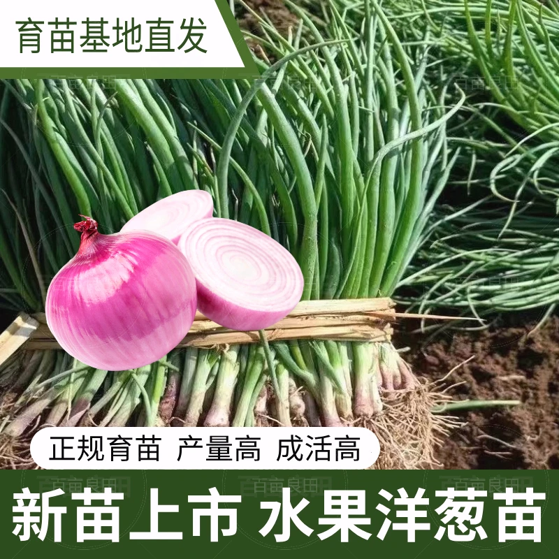 紫皮洋葱苗红皮洋葱苗子秧苗圆扁葱苗秋冬季蔬菜秧苗幼苗种植苗j1
