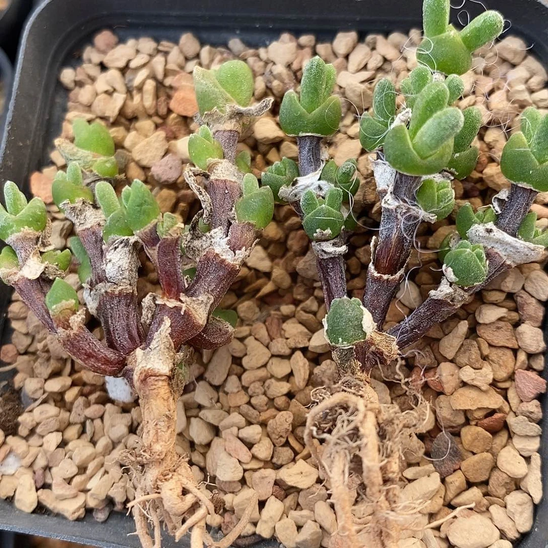 187老桩兔子一颗。